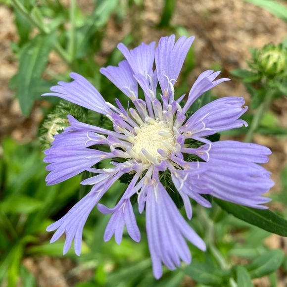 Meet your Posher, Amy - Picture 1 of 1